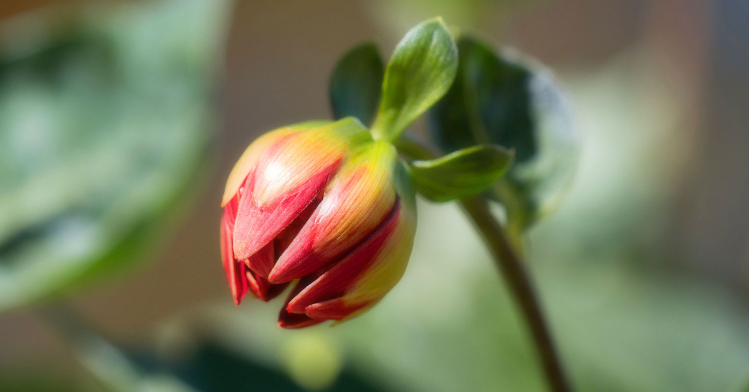 Springtime – A Time to Celebrate Renewal